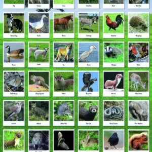 Heimische Tierarten Poster
