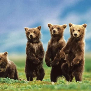 Bear Cubs Poster Bärenjungen