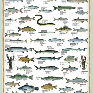 Freshwater Fish Kunstdruck Süsswasserfische