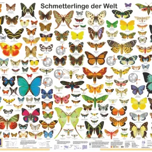 Schmetterlinge der Welt Poster deutsch DIN A1