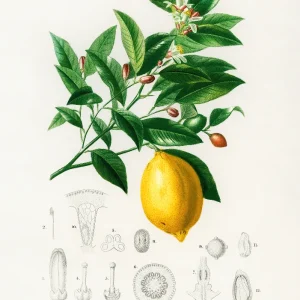 Citrus Limonium Poster Charles Dessalines d’Orbigny